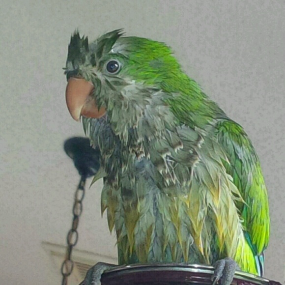 Meet your Posher, Side Hustle Chica - Picture 4 of 4